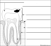tooth to label