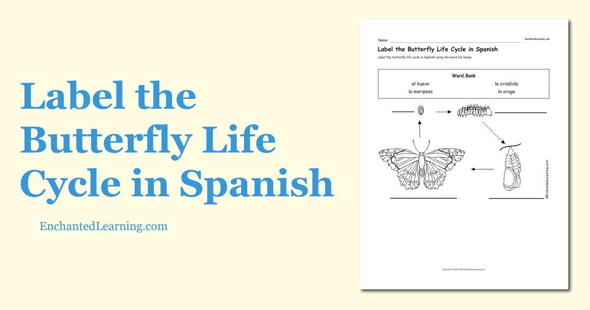 label-the-butterfly-life-cycle-in-spanish-enchanted-learning