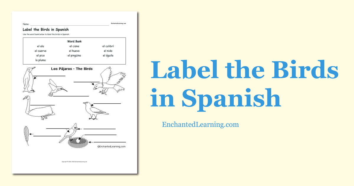 Label the Birds in Spanish Enchanted Learning