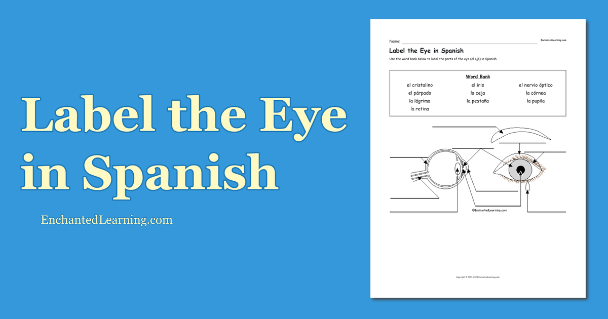Eye Opening In Spanish Wordreference at Dennis House blog