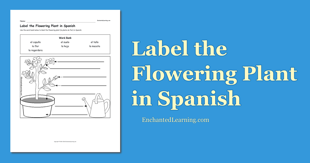 Label the Flowering Plant in Spanish Enchanted Learning