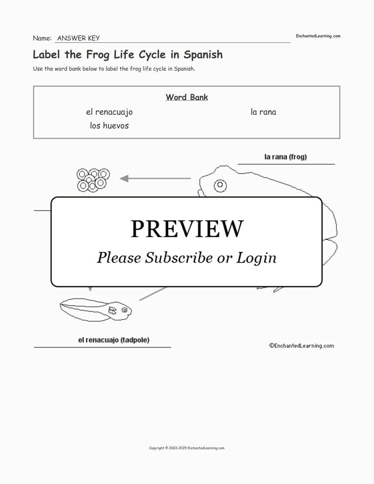 Label the Frog Life Cycle in Spanish interactive worksheet page 2