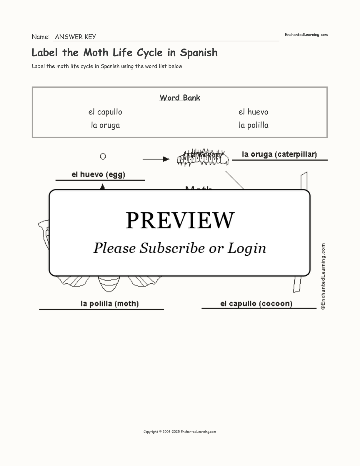 Label the Moth Life Cycle in Spanish interactive worksheet page 2