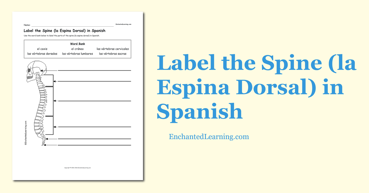 Label The Spine la Espina Dorsal In Spanish Enchanted Learning