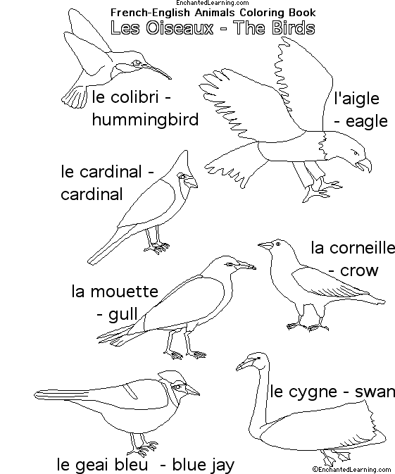 Search result: 'Animals in French:  Birds'