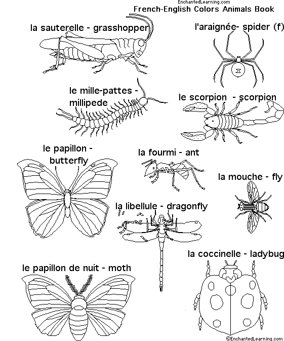 Search result: 'Animals in French: Bugs'