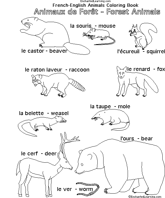 Forest Animals in French 