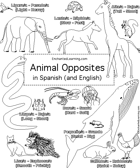 Search result: 'Animal Opposites Coloring Book in Spanish: Cover page'