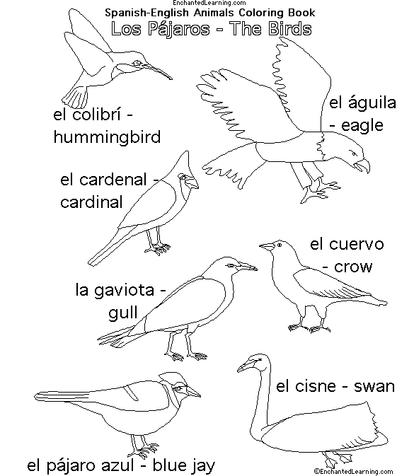 Search result: 'Animals in Spanish:  Birds'