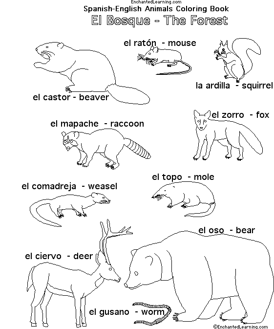 Forest Animals in Spanish 