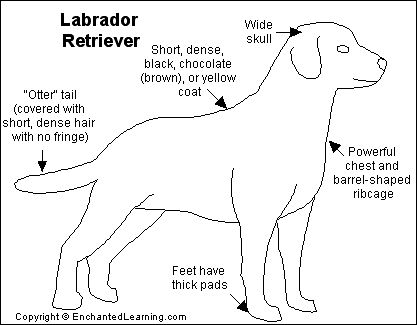 Search result: 'Labrador Retriever Printout'