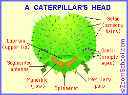 Search result: 'Caterpillar Anatomy'