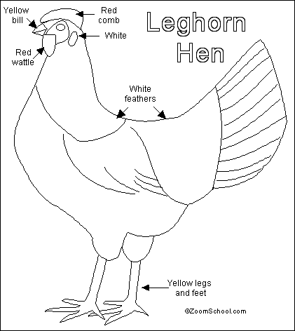 Search result: 'Leghorn Chicken Printout'