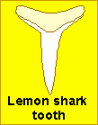 Search result: 'LEMON SHARK'