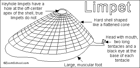 Search result: 'Limpet Printout'