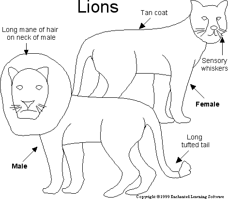 Lion Printout