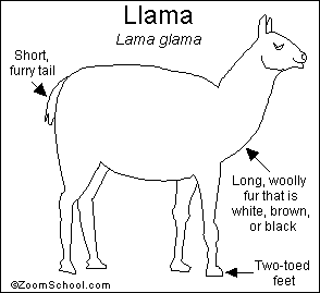 Search result: 'Llama Printout'
