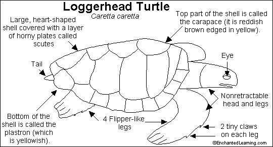 Search result: 'Sea Turtle Printout'