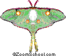 Luna Moth