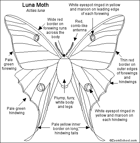 Luna moth Printout
