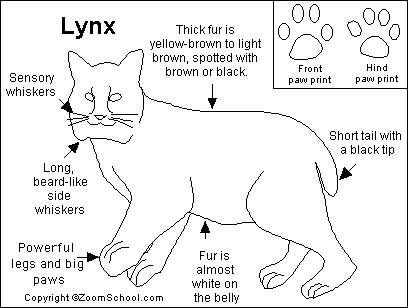 alliance hente Forstyrre Lynx Printout- EnchantedLearning.com