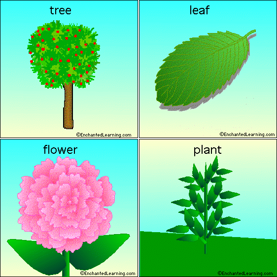 lotto plants