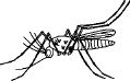 mosquito