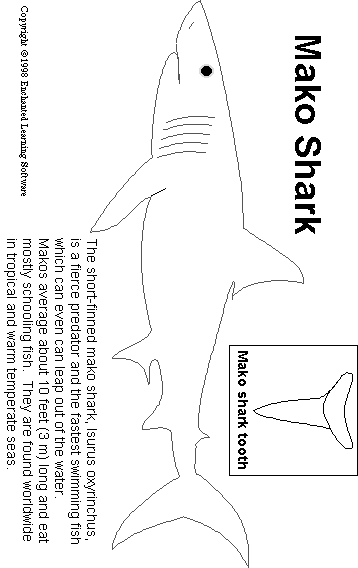 Search result: 'Mako Shark Print-out'
