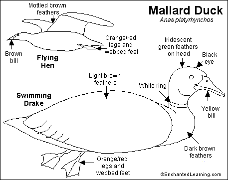 Search result: 'Mallard Duck Printout'