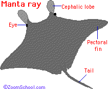 Manta Ray