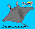 Manta ray and man