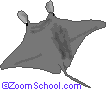 Manta Ray