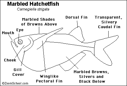 Search result: 'Hatchetfish Printout'