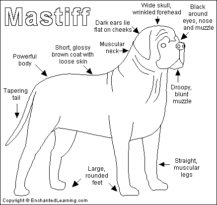Search result: 'Mastiff Printout'