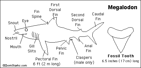 Search result: 'Megalodon Shark Print-out'