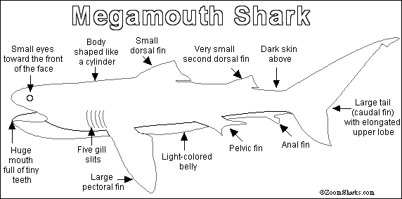 Search result: 'Megamouth Shark Printout'