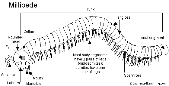 Millipede Printout