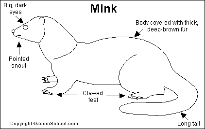Mink Printout