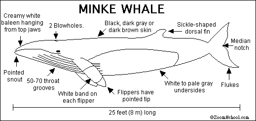 Search result: 'Minke Whale Print-out'