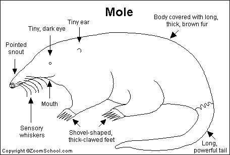 Mole printout