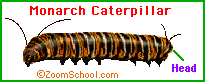 Monarch larva