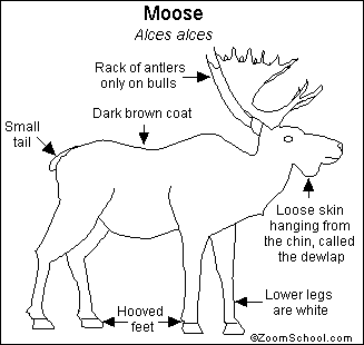 Search result: 'Moose Printout'