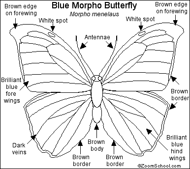 Search result: 'Blue Morpho Butterfly Printout'