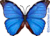 Blue Morpho Butterfly