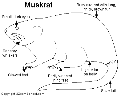 Search result: 'Muskrat Printout'