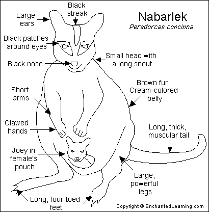 Search result: 'Nabarlek Printout'