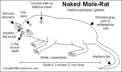 naked mole-rat