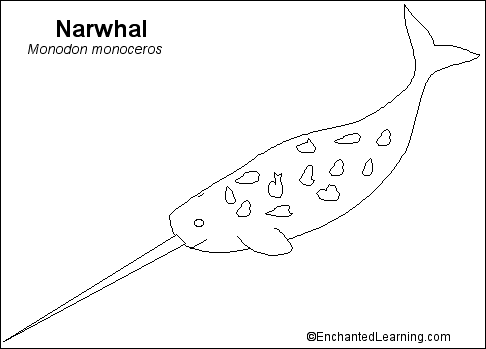 Search result: 'Narwhal Printout Unlabeled'
