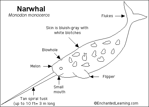 Search result: 'Narwhal Quiz Printout'