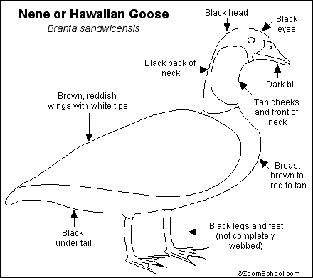 Search result: 'Nene or Hawaiian Goose Printout'